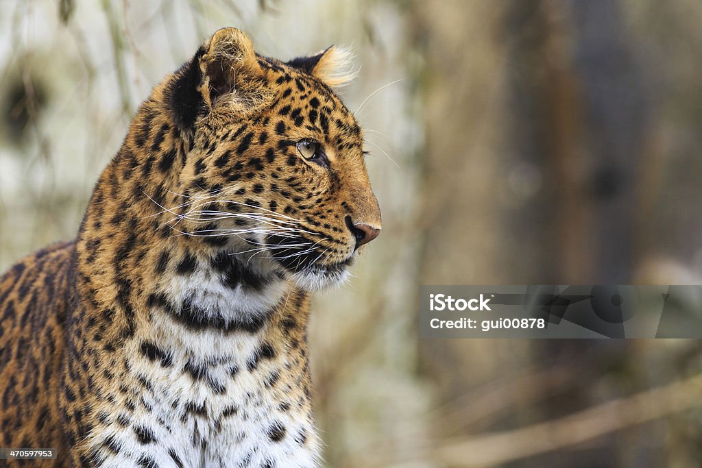 Amur Leopard